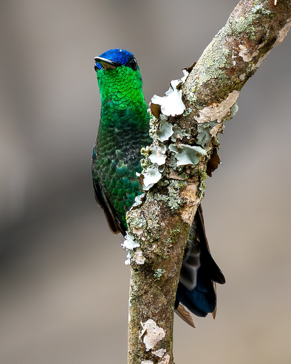 Indigo-capped Hummingbird - ML629858966