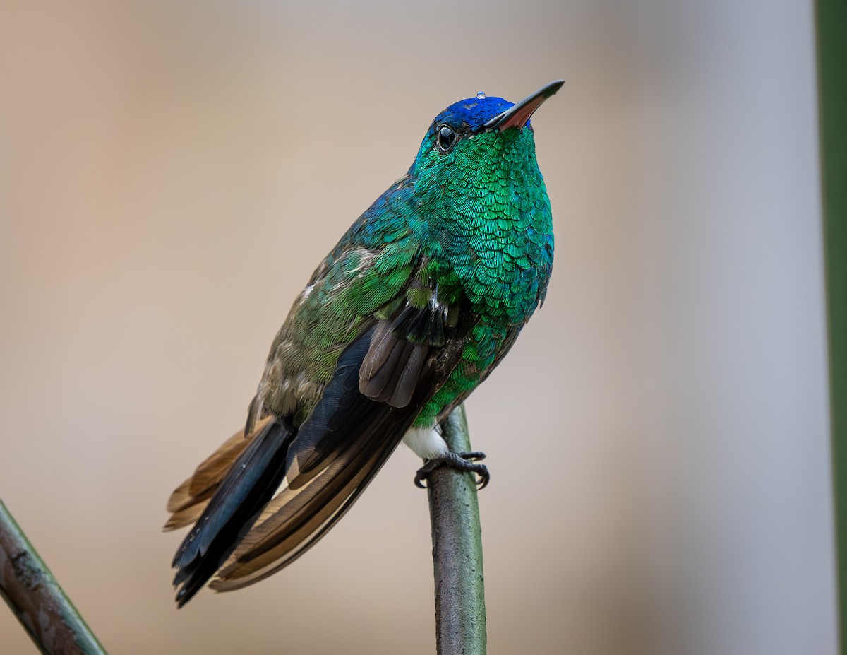 Indigo-capped Hummingbird - ML629858967