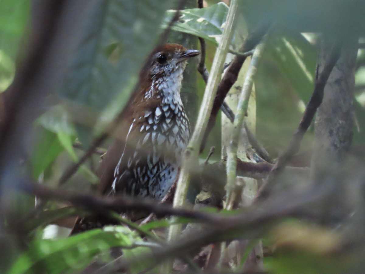 Schwartz's Antthrush - ML629859247