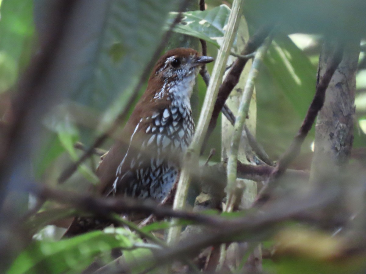 Schwartz's Antthrush - ML629859248