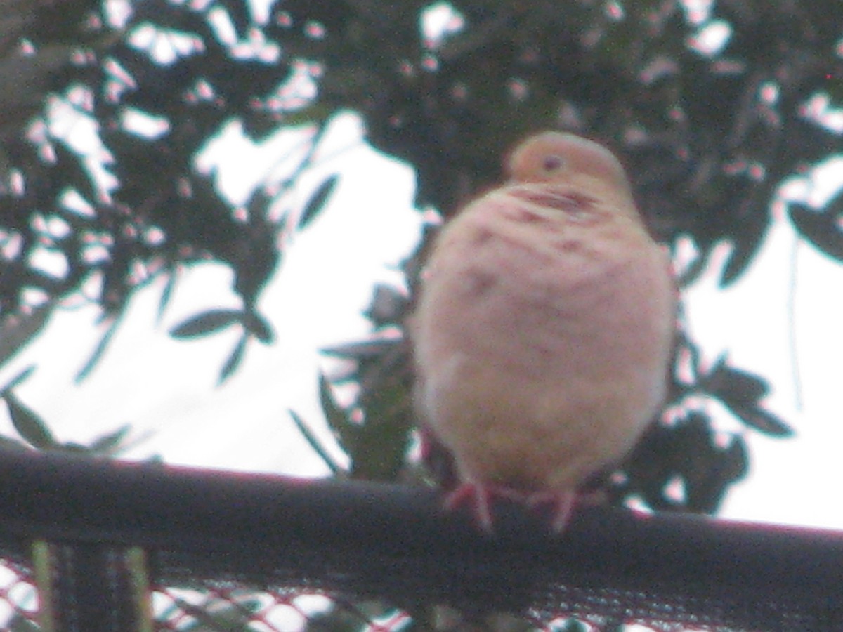 Uzun Kuyruklu Kumru - ML629859306