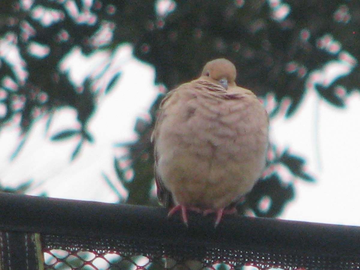 Uzun Kuyruklu Kumru - ML629859307