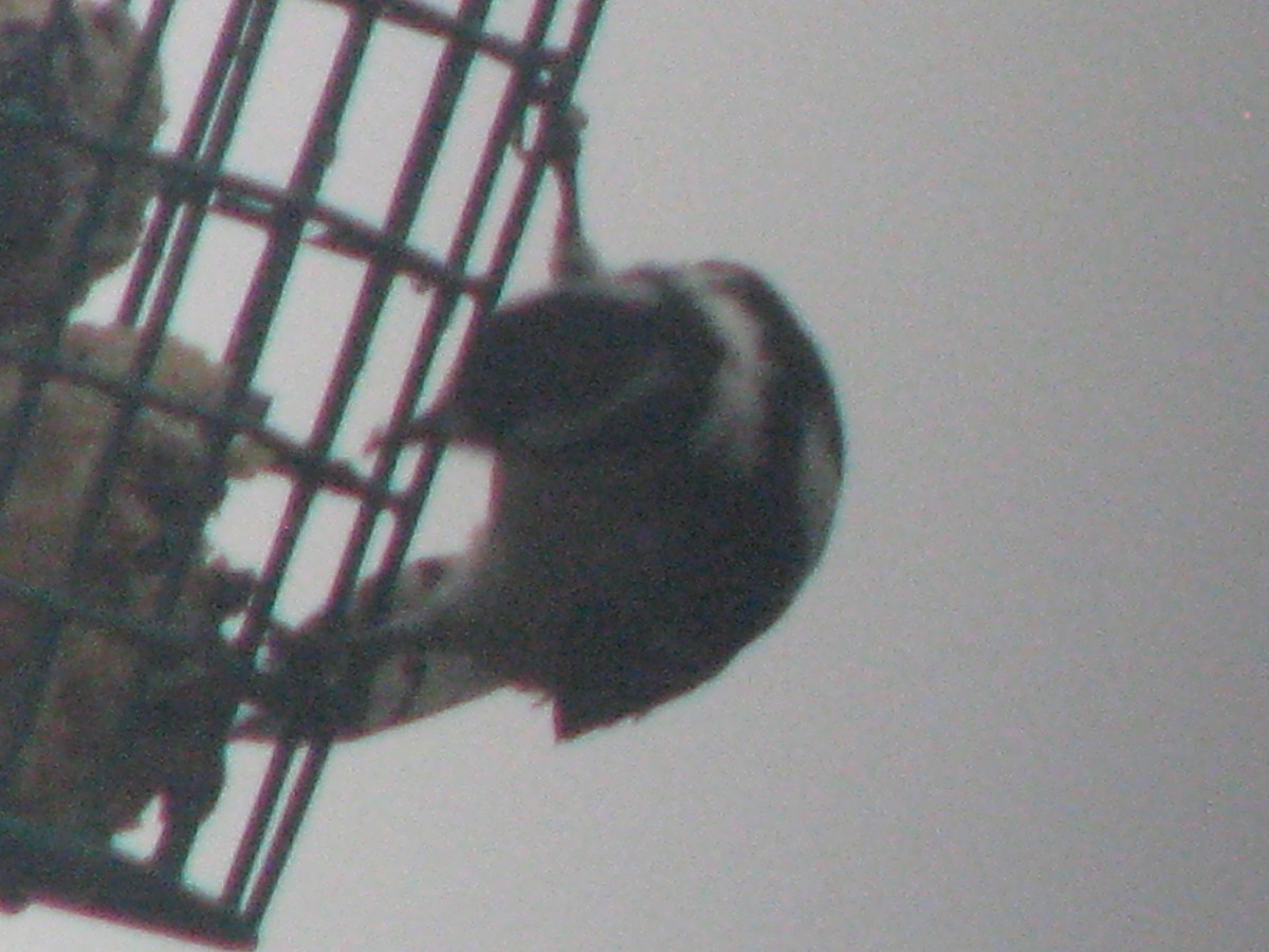 Yumuşak Tüylü Ağaçkakan - ML629859313