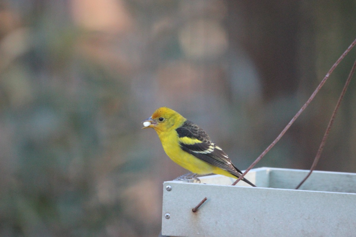 Western Tanager - ML629859337