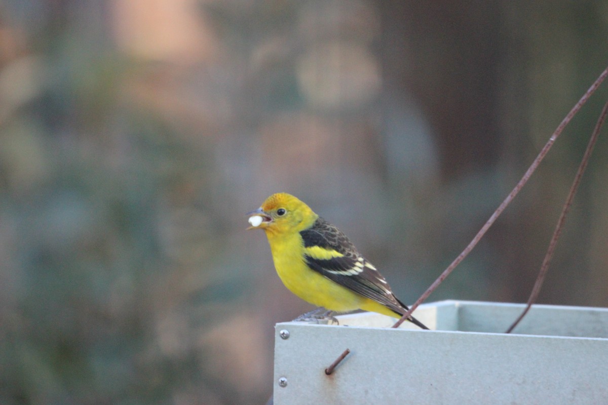 Western Tanager - ML629859350