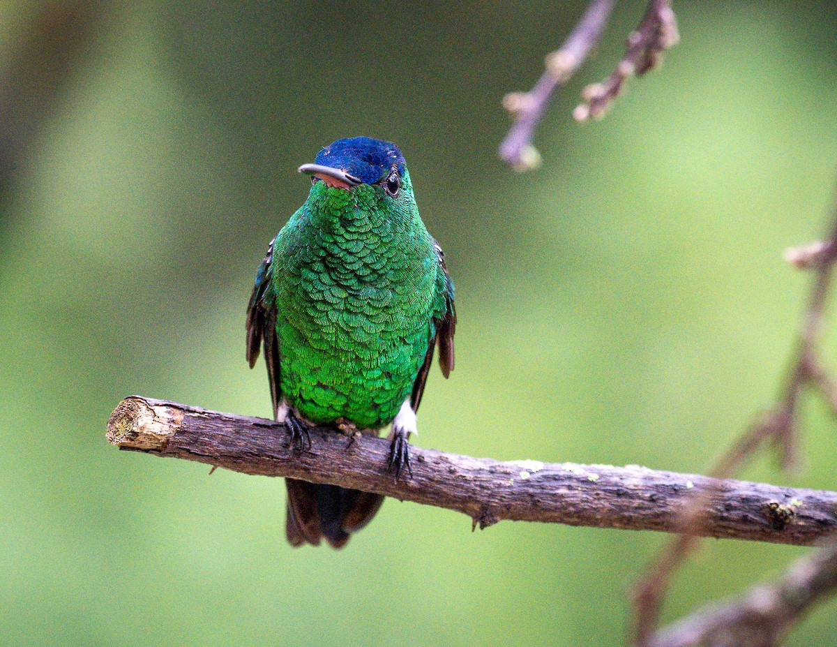 Indigo-capped Hummingbird - ML629859415