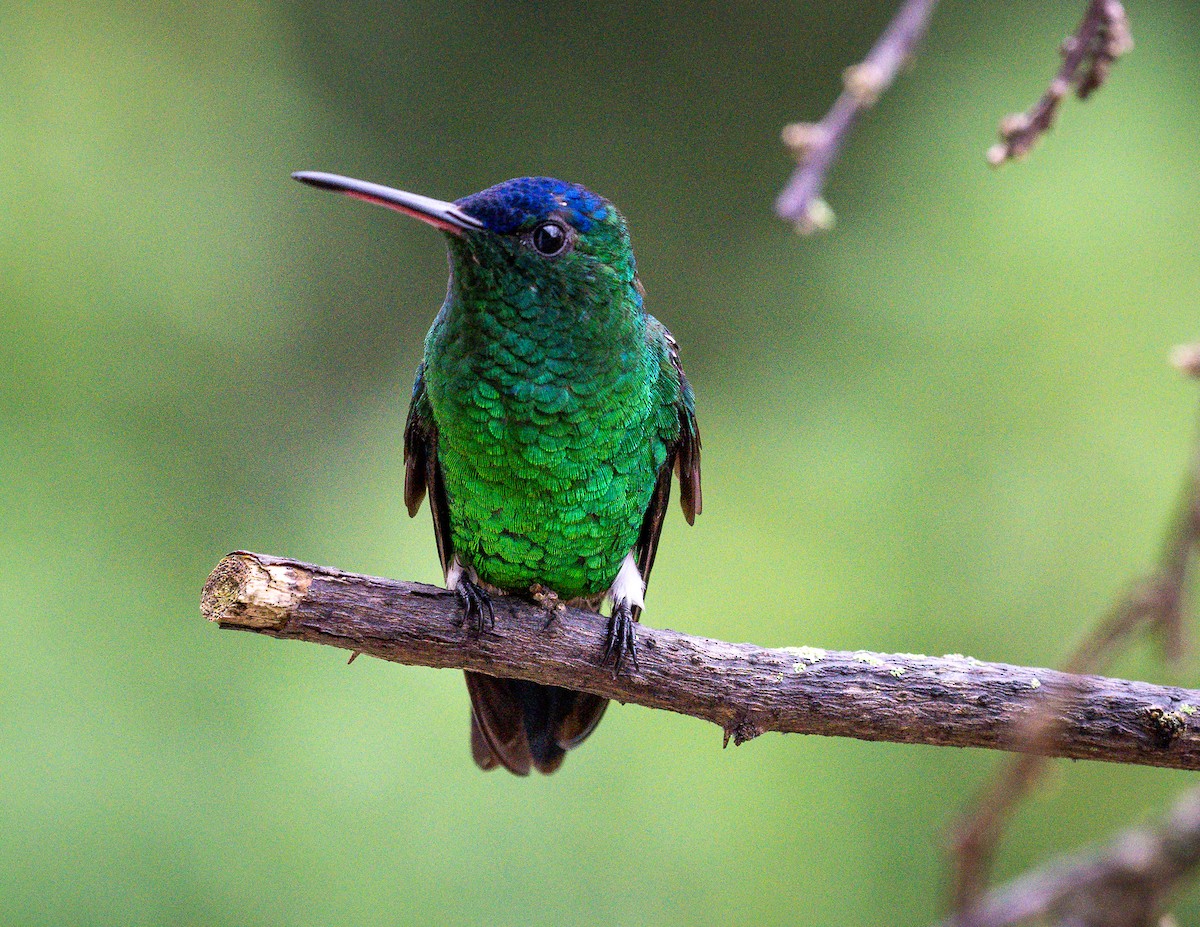 Indigo-capped Hummingbird - ML629859416