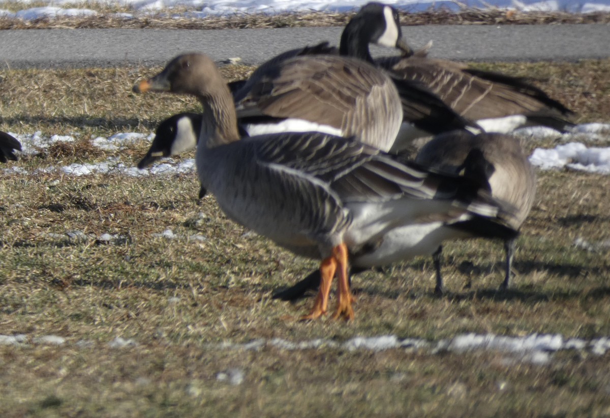 Tundra Bean-Goose - ML629859497