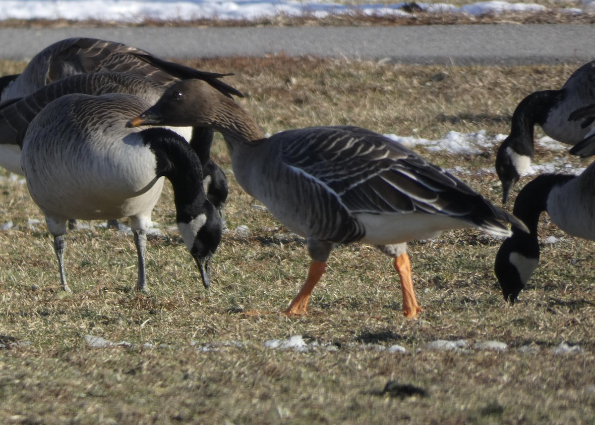 Tundra Bean-Goose - ML629859498