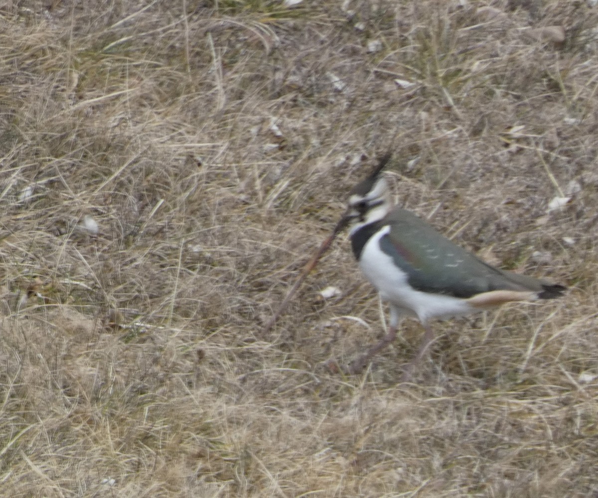 Northern Lapwing - ML629859540