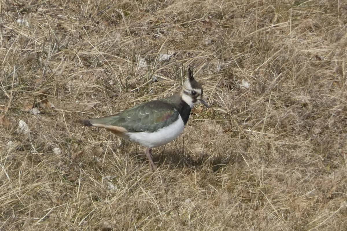 Northern Lapwing - ML629859541