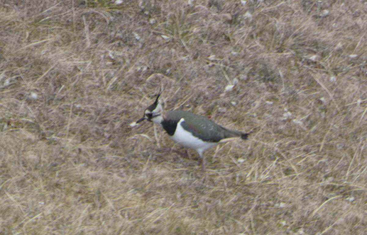 Northern Lapwing - ML629859542