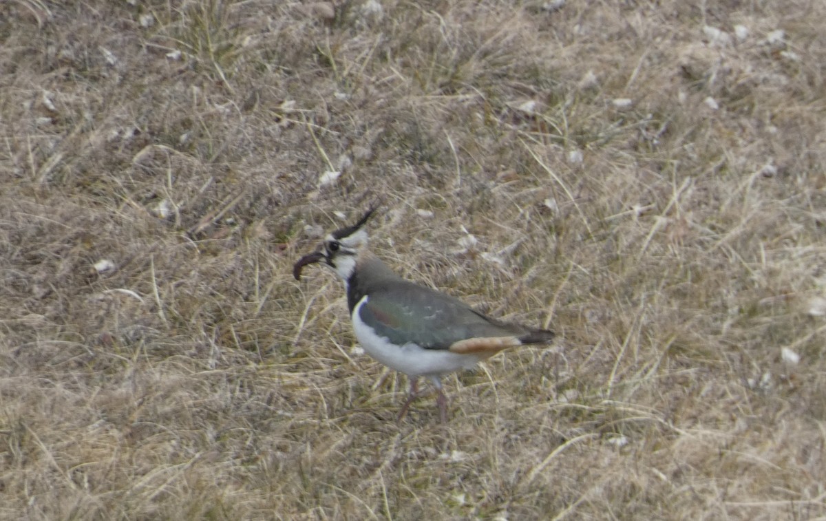 Northern Lapwing - ML629859543