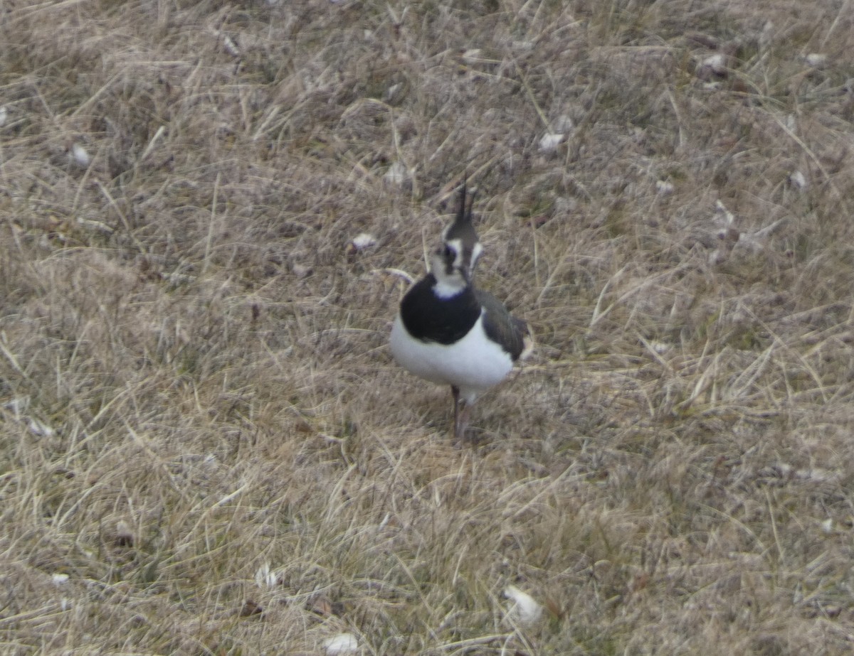 Northern Lapwing - ML629859544