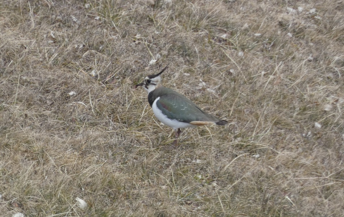 Northern Lapwing - ML629859545