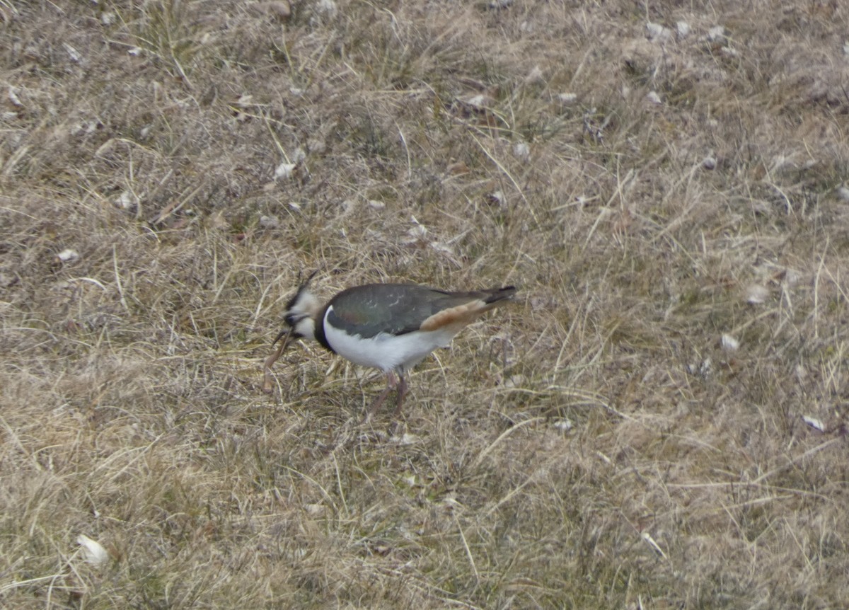 Northern Lapwing - ML629859546