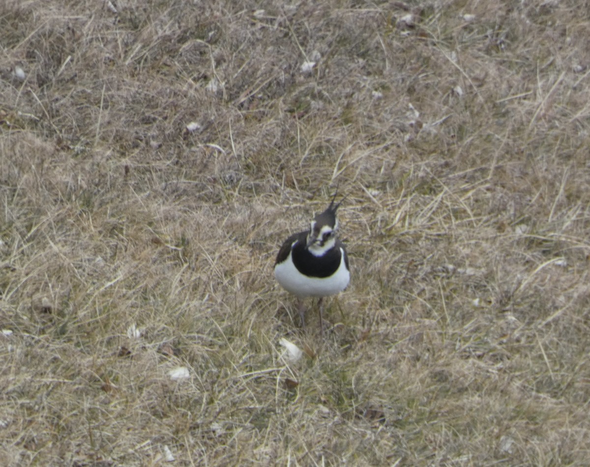 Northern Lapwing - ML629859547
