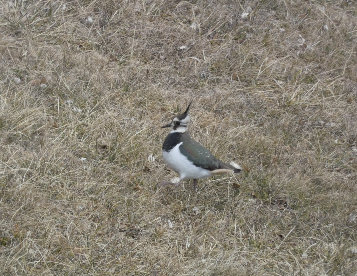Northern Lapwing - ML629859548
