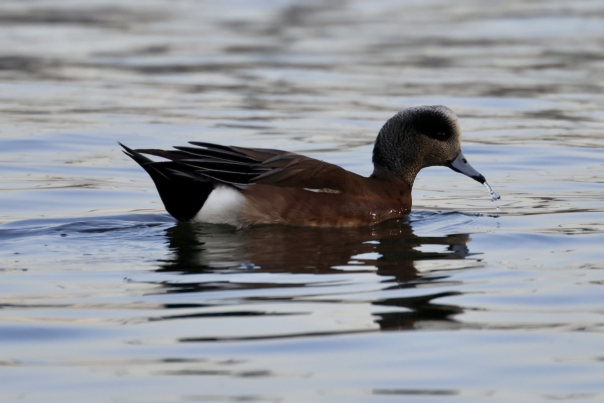 American Wigeon - ML629859883