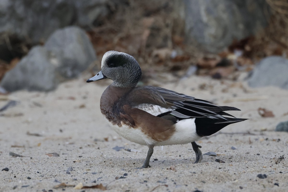 American Wigeon - ML629859884