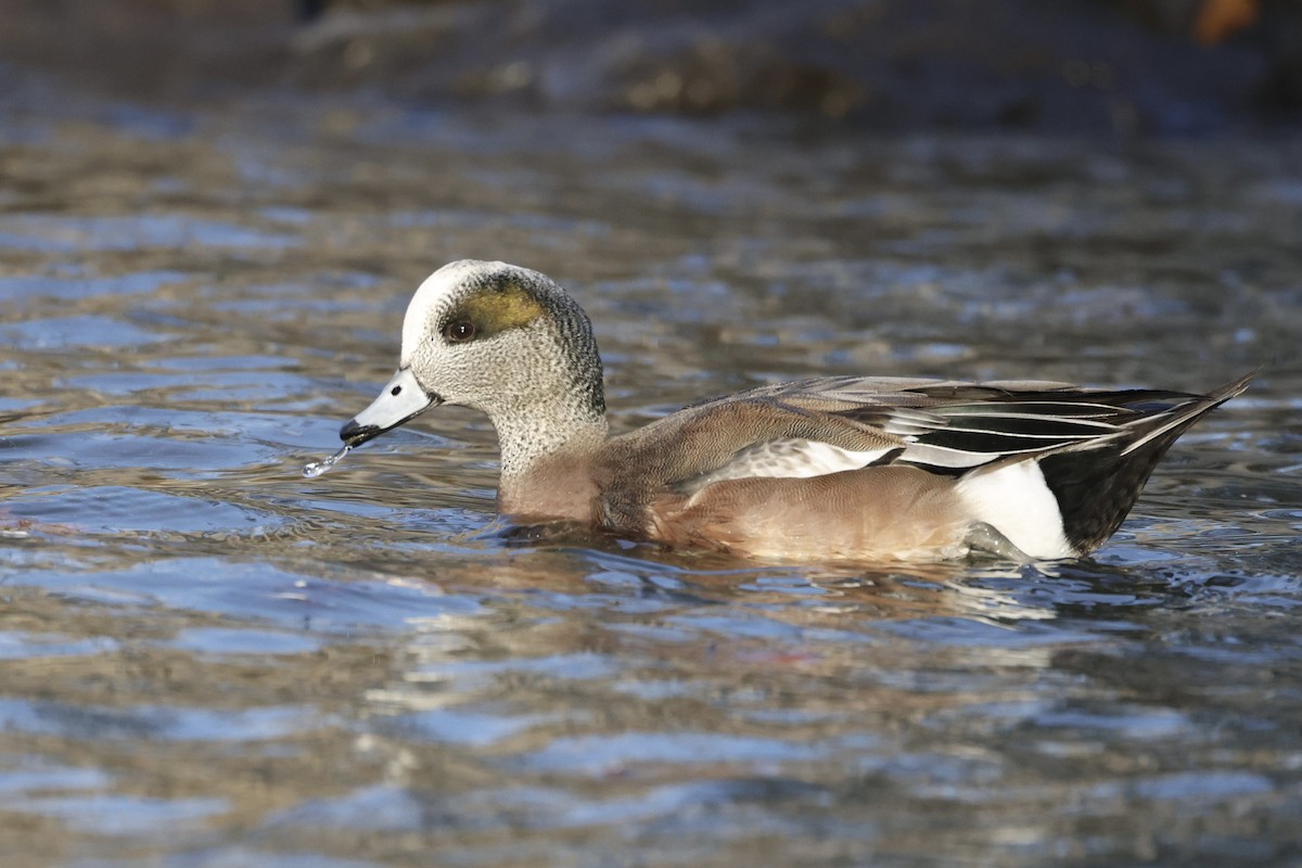 American Wigeon - ML629859885