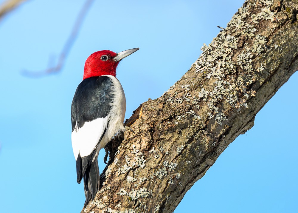 Red-headed Woodpecker - ML629860115