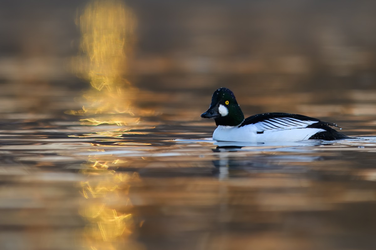 Common Goldeneye - ML629860491