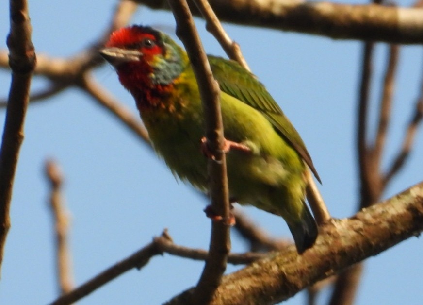 barbet malabarský - ML629860493