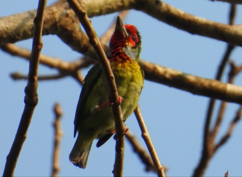 barbet malabarský - ML629860494