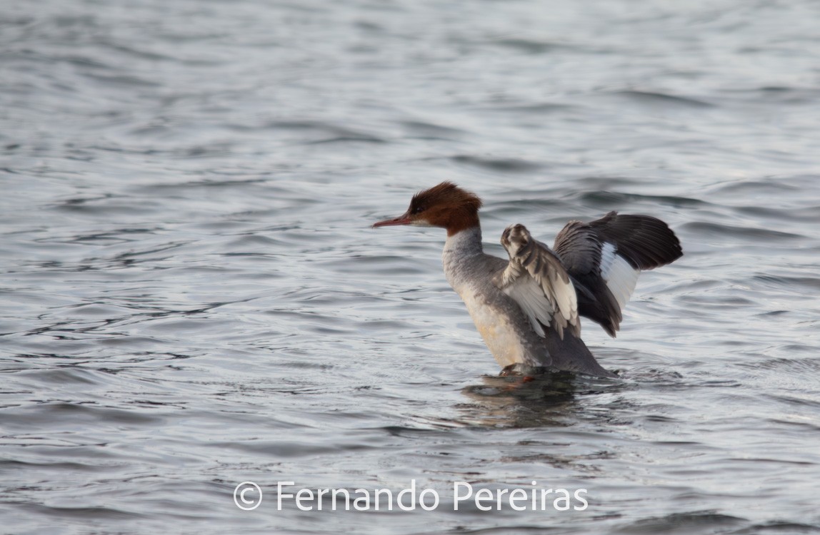 Common Merganser - ML629860591