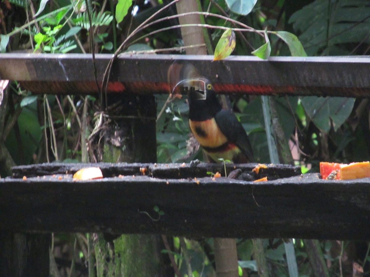 Collared Aracari - ML629860636