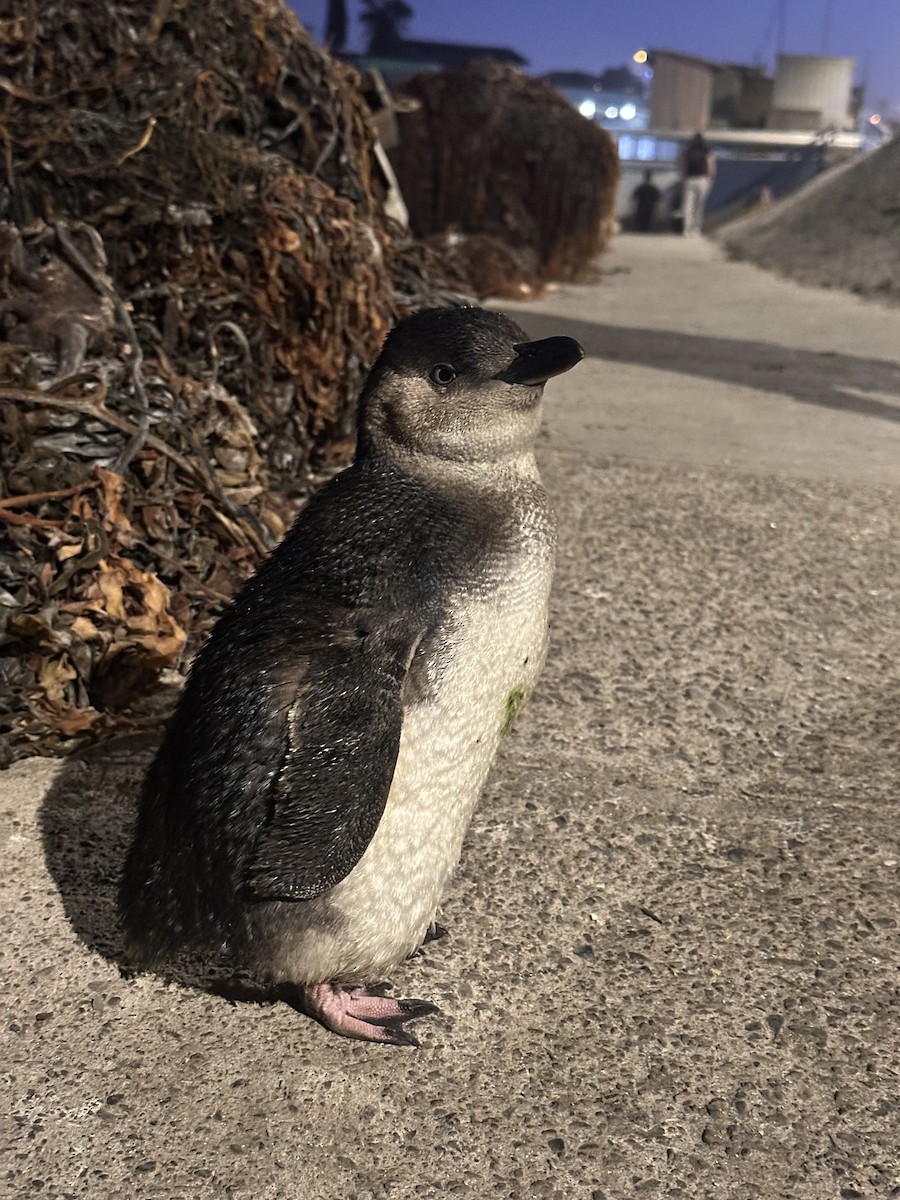 Little Penguin - ML629860875