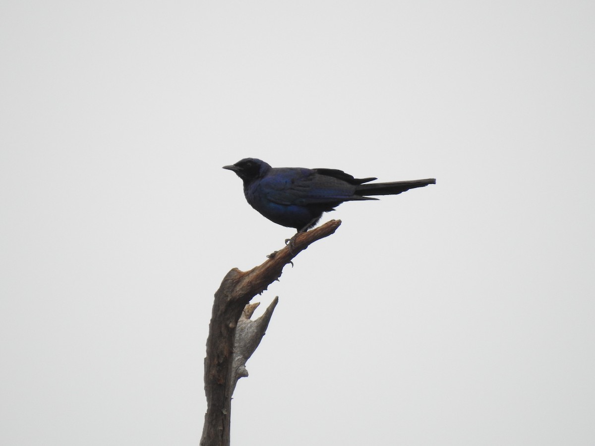 Meves's Starling - ML629860890
