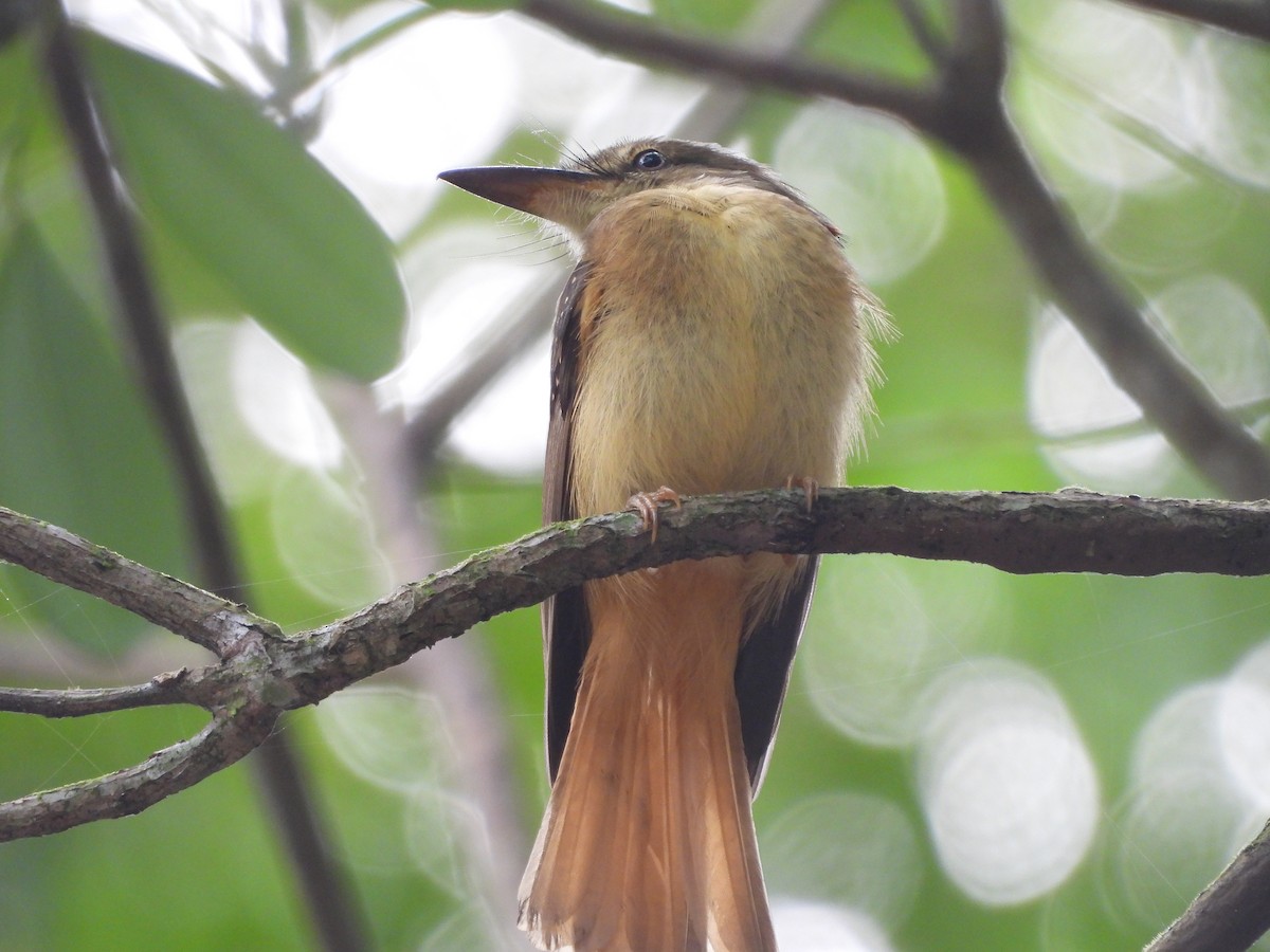 Tropical Royal Flycatcher - ML629860916