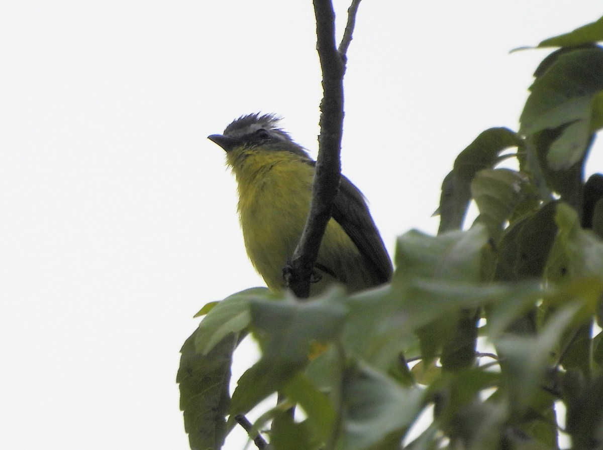 Yellow-bellied Tyrannulet - ML629860934