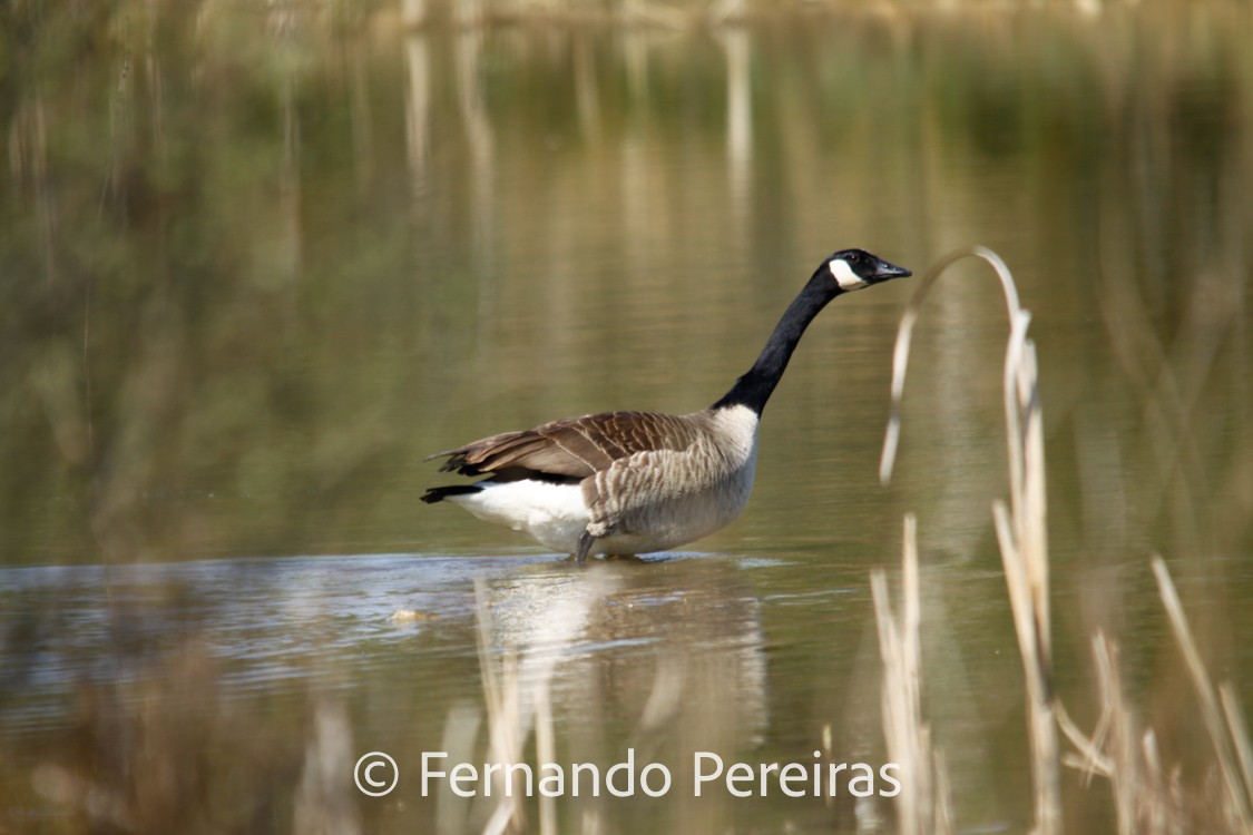 Canada Goose - ML629861179