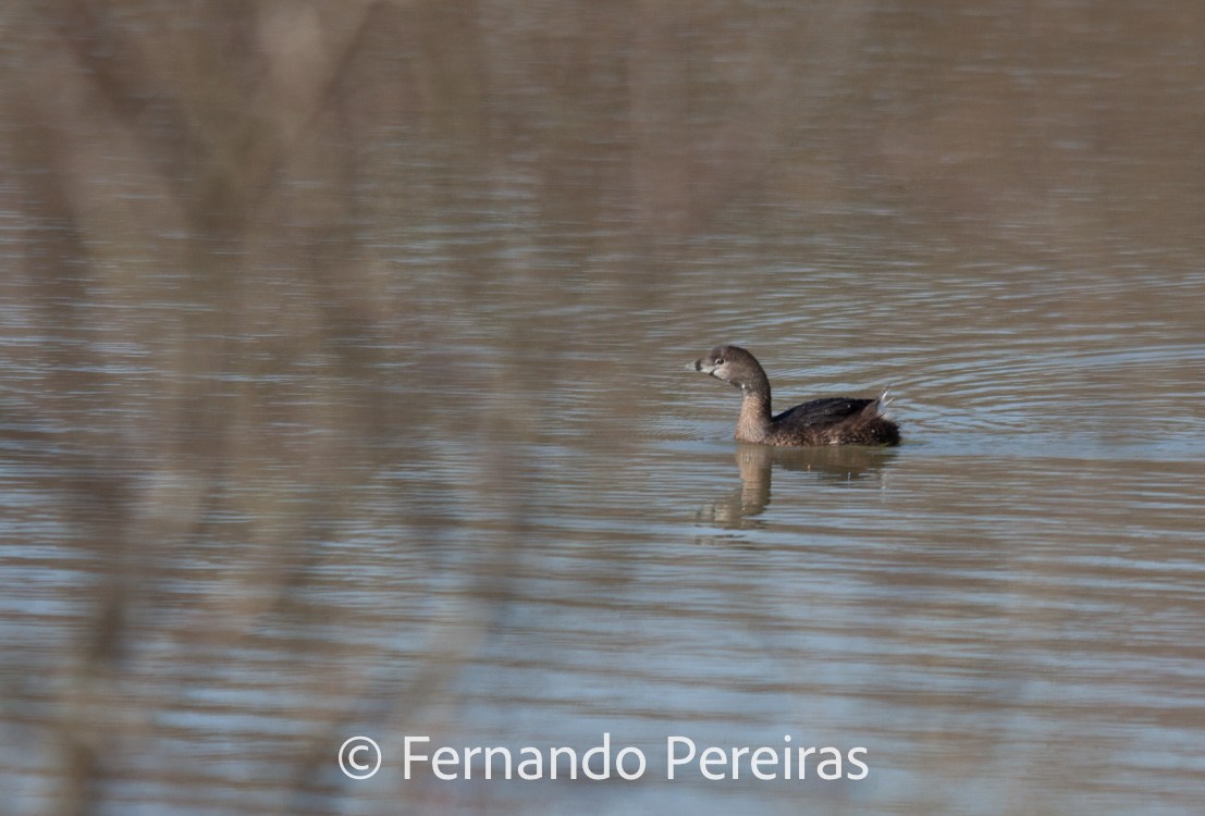 Pied-billed Grebe - ML629861181