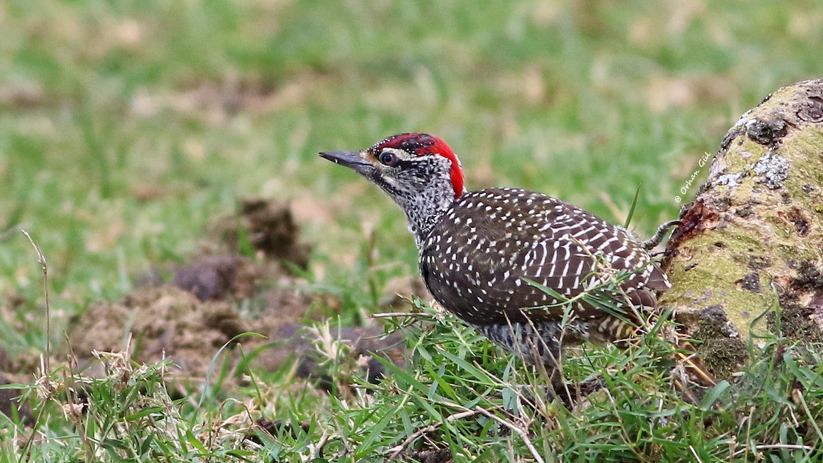 Nubian Woodpecker - ML629861293