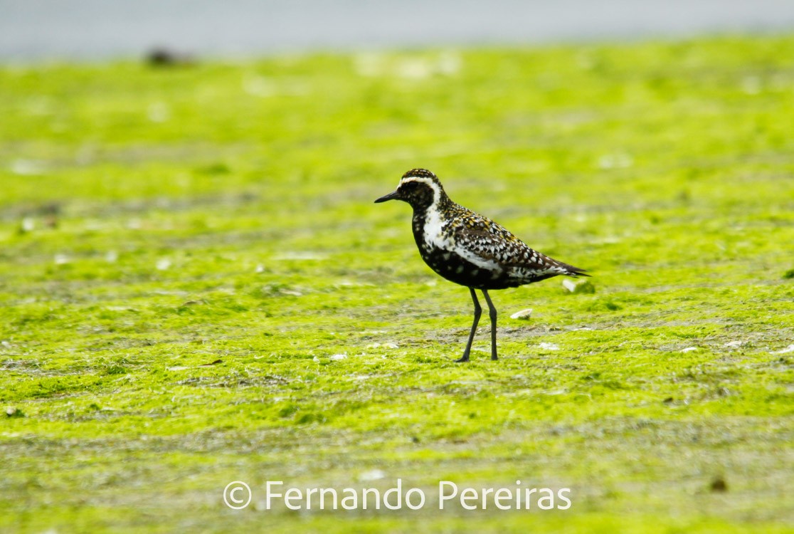 Pacific Golden-Plover - ML629861328