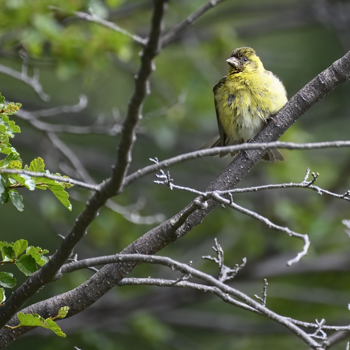 Black-chinned Siskin - ML629861380