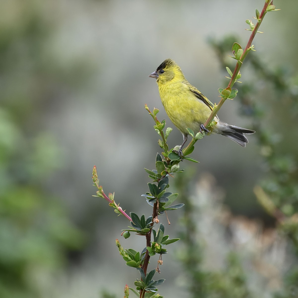 Black-chinned Siskin - ML629861387
