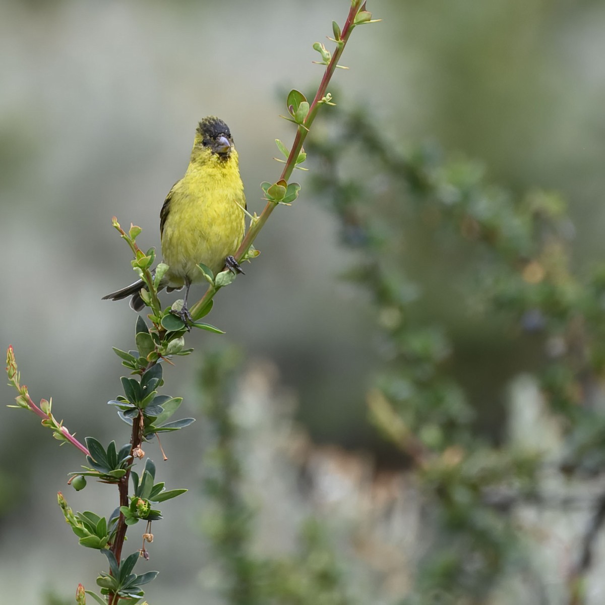 Black-chinned Siskin - ML629861391