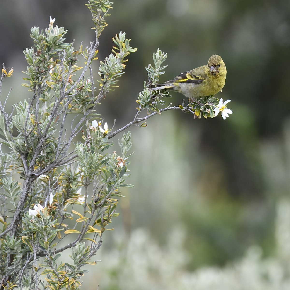 Black-chinned Siskin - ML629861395