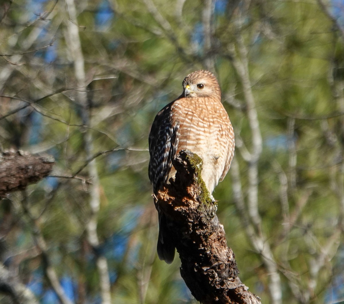 Red-shouldered Hawk - ML629861427