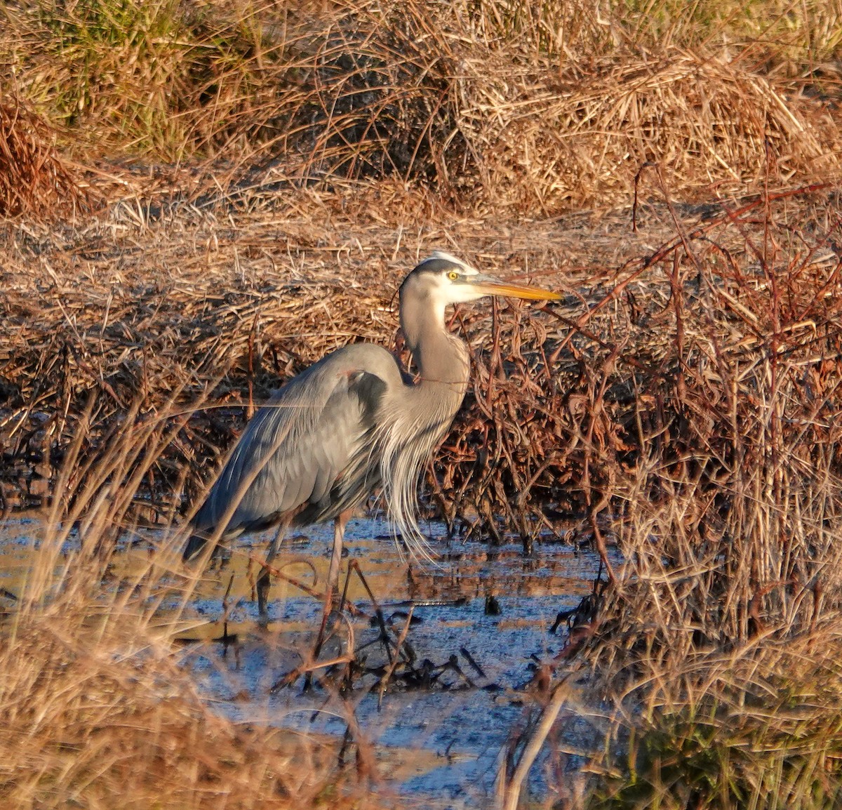Great Blue Heron - ML629861446