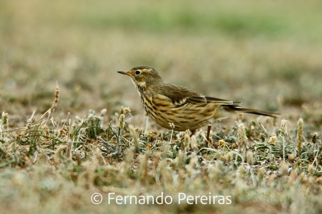 American Pipit - ML629861596