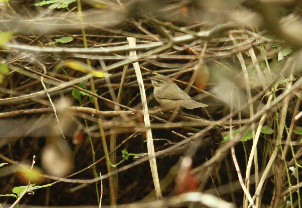 Dusky Warbler - ML629861739