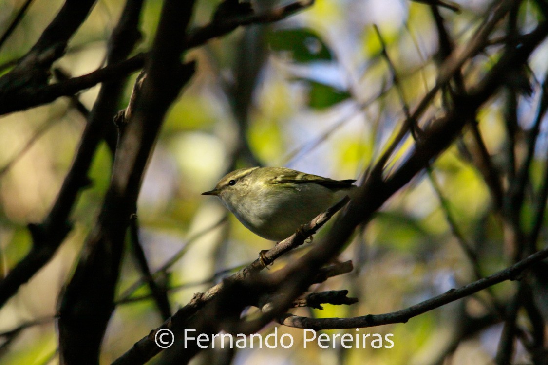 Yellow-browed Warbler - ML629861818