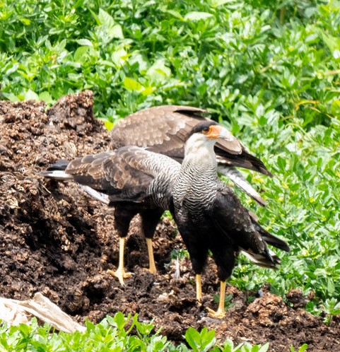 Crested Caracara (Southern) - ML629861827