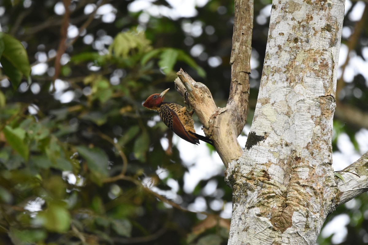 Rufous-headed Woodpecker - ML629861828